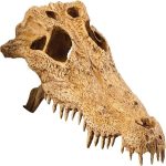 Exo Terra Crocodile Skull Terrarium Decoration Natural Look UAE Online Sale