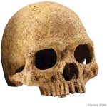 UAE Online Purchase Exo Terra Primate Skull Realistic Terrarium Ornament