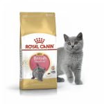 uae-online-purchase-british-shorthair-cat-food-royal-canin-dry-10kg-breed-nutrition