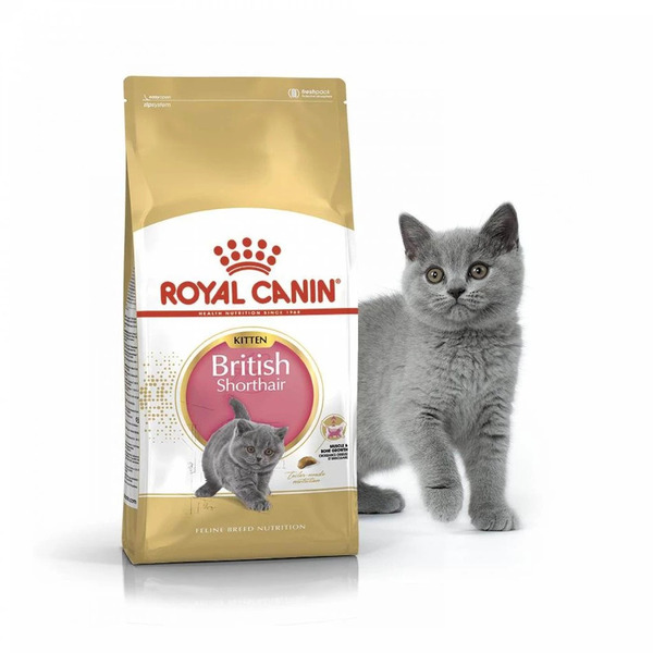 uae-online-purchase-british-shorthair-cat-food-royal-canin-dry-10kg-breed-nutrition