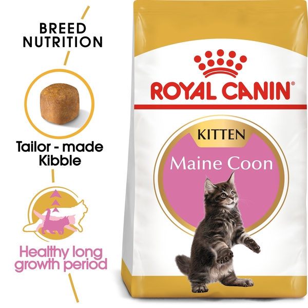 dubai-online-delivery-maine-coon-kitten-royal-canin-food