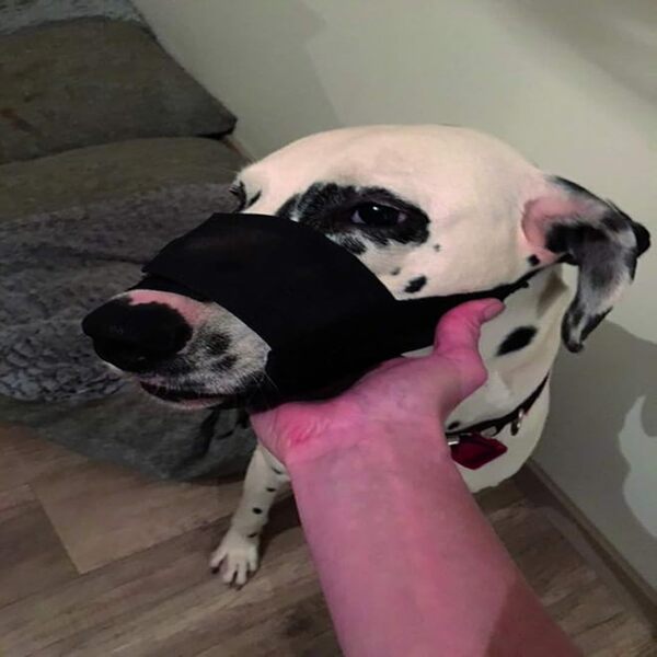 Agrobiothers Yago Nylon Security Muzzle Dog Durable Adjustable UAE Online Sale