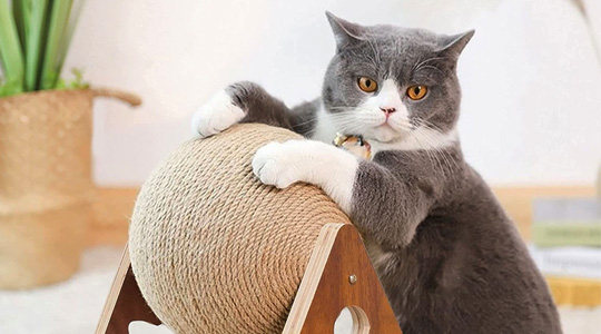 cat toys online sale uae