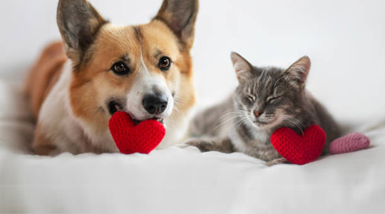 toys for cat & dogs