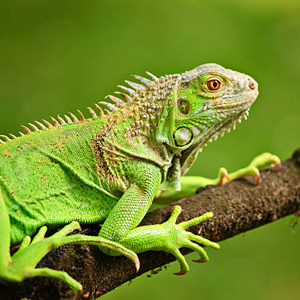 small animals pet shop uae