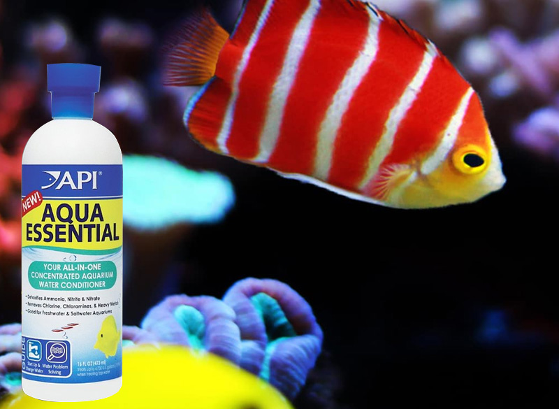 api-fish-food-petshop-uae