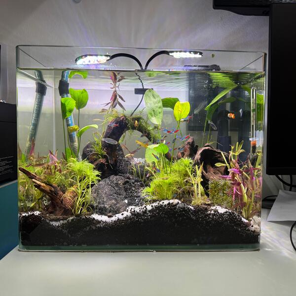 Fully planted aquarium for home or office – includes filter, heater, and lights