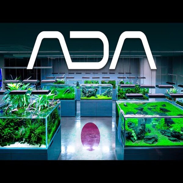 Healthy aquatic plants growing on ADA Amazonia Ver 2 substrate base